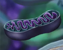 A mitochondrion.?w=200&h=150