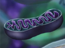 A mitochondrion.