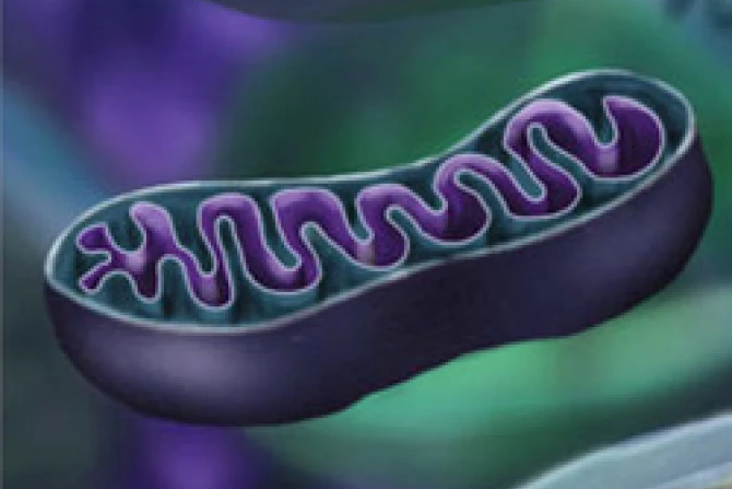 04 15 2010 Mitochondrion