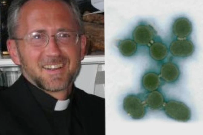 05 21 2010 Berg Cells2