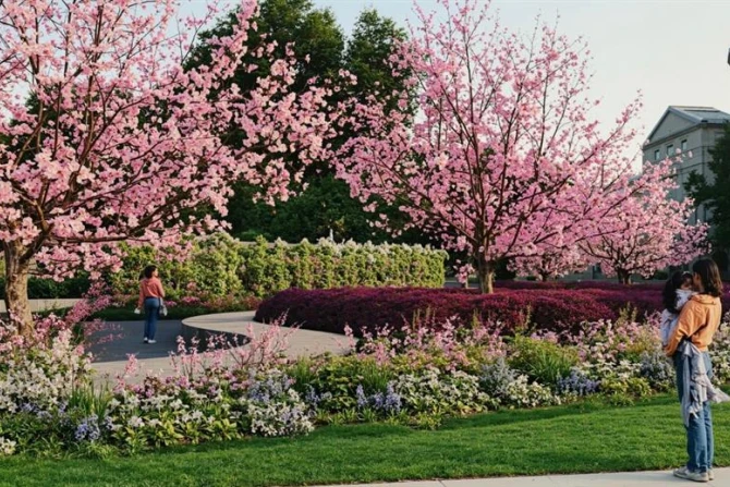 Living wall for unborn