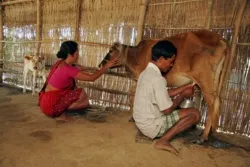 A Bangladeshi couple milke a cow provided them by Caritas Australia. ?w=200&h=150