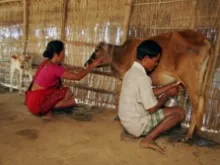 A Bangladeshi couple milke a cow provided them by Caritas Australia. 