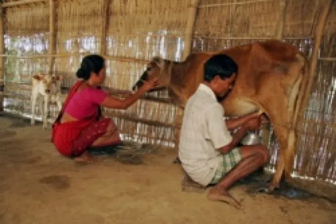 A Bangladeshi couple milk a cow provided to them by Caritas Australia Credit Sean Sprague  CNA