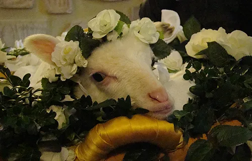 A lamb is wreathed in flowers during a special Mass for the feast of St. Agnes at the Basilica of St. Agnes Outside the Wall on Jan. 21, 2014.?w=200&h=150
