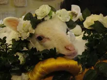 A lamb is wreathed in flowers during a special Mass for the feast of St. Agnes at the Basilica of St. Agnes Outside the Wall on Jan. 21, 2014.