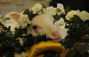 A lamb is wreathed in flowers during a special Mass for the feast of St. Agnes at the Basilica of St. Agnes Outside the Wall on Jan. 21, 2014. Credit: Paul Badde/CNA