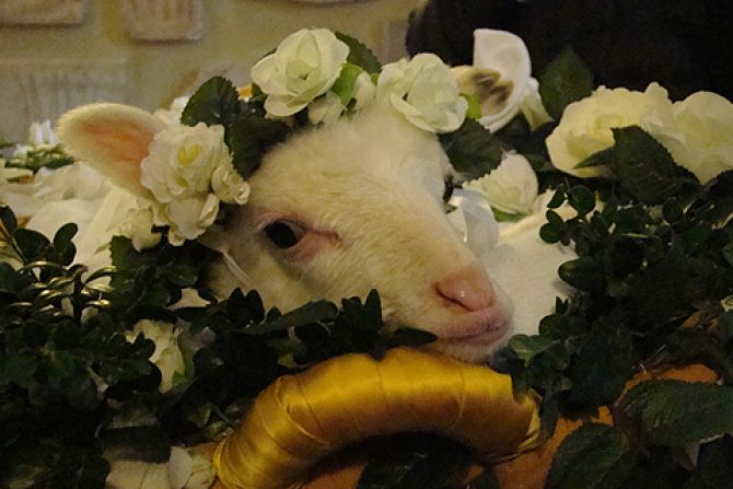 A lamb is wreathed in flowers during a special Mass for the Feast of St Agnes at the Basilica of St Agnes Outside the Wall on Jan 21 2014 Credit Paul Badde CNA CNA 1 21 14