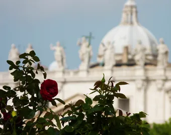 A rose with St. Peter's Basilica in the background.?w=200&h=150