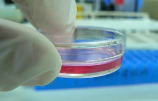 A scientist holds a petri dish. File Photo.   Umberto Salvagnin via Flickr (CC BY 2.0).