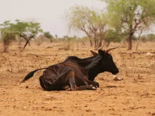 A starving cow near Ouahigouya, north of Burkina Faso. 