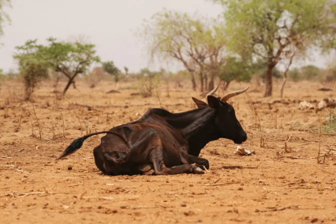 A starving cow near Ouahigouya north of Burkina Faso Credit  Issue Sanogo   AFP   Getty 