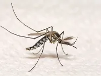 Aedes aegypti mosquito. 
