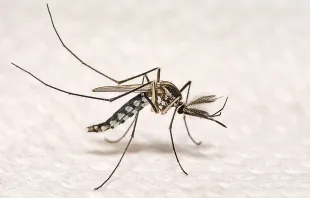 Aedes aegypti mosquito.   nuwatphoto/Shutterstock.