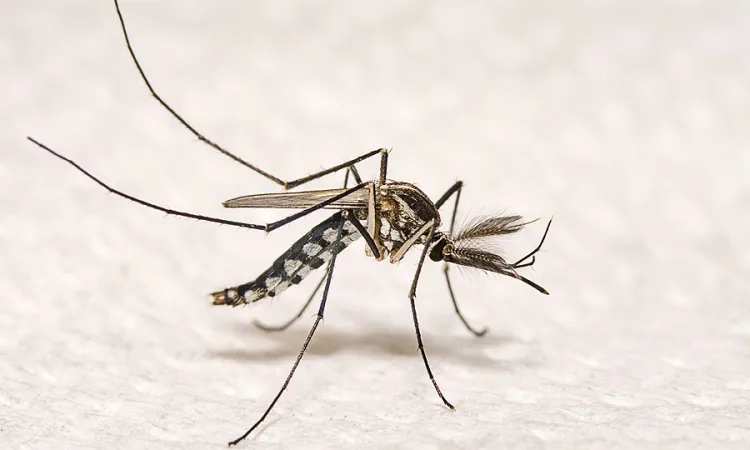 Aedes aegypti mosquito Credit nuwatphoto via wwwshutterstockcom CNA