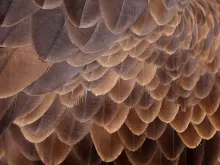 Bald eagle feathers. 