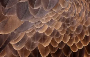 Bald eagle feathers.   Leo Reynolds via Flickr (CC BY-NA-SA 2.0).