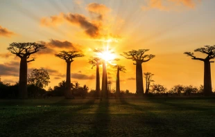Baobab trees in Madagascar.   Dennis van de Water / Shutterstock.