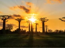 Baobab trees in Madagascar. 
