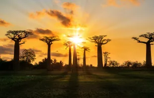 Baobab trees in Madagascar.   Dennis van de Water / Shutterstock. 