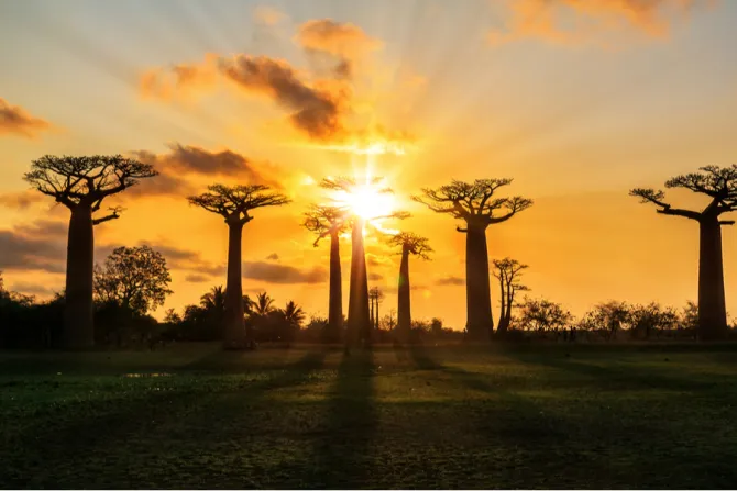 Baobab trees in Madagascar Credit Dennis van de Water  Shutterstock 
