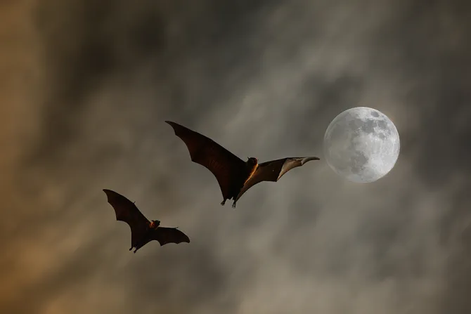 Bats Credit ArtThailand via wwwshutterstockcom CNA