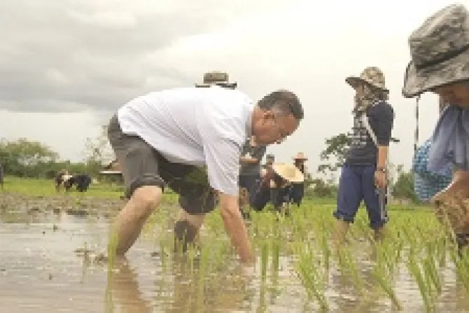 Bishop Francis Xavier Vira Arpondratana in Thailand planting rice with tribal workers in this undated file photo Credit Chiang Mai Diocese CNA 7 14 14