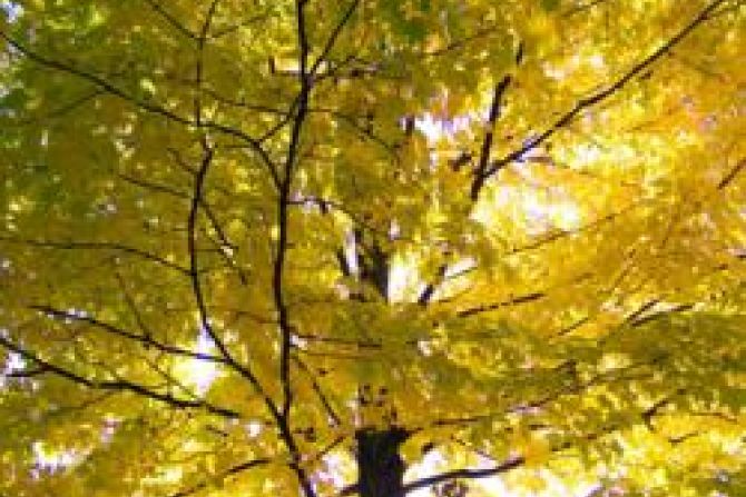 CW Yellow Maple Tree CNA US Catholic News 2 14 12
