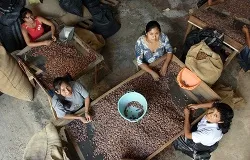 Cacao farmers in Peru take part in fair trade. ?w=200&h=150
