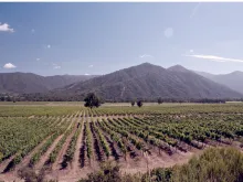 Chilean wine farm. 