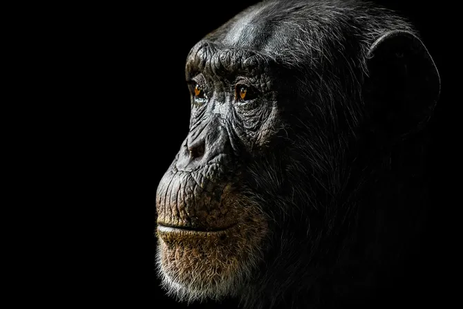 Chimpanzees Credit Abeselom Zerit Shutterstock CNA