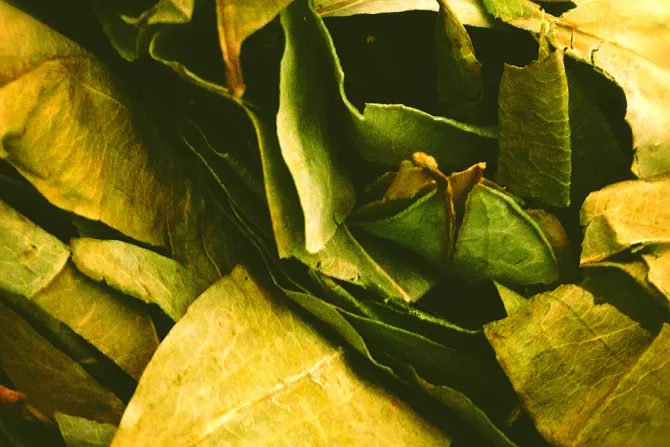 Coca leaves Credit Naira Teixeira Dias via Flickr CC BY 20 CNA 6 30 15