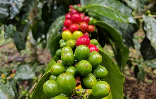 Coffee fruits in the process of ripening. Courtesy of Levanta Coffee.