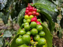 Coffee fruits in the process of ripening. Courtesy of Levanta Coffee.