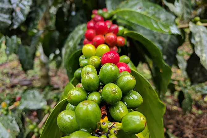 Coffee fruits in the process of ripening Courtesy of Levanta Coffee CNA