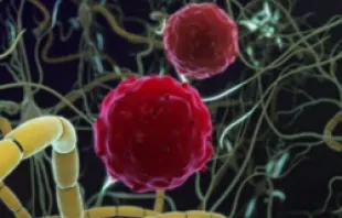 An image of cord blood neurons.   Cord Blood Registry.