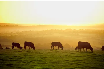 Cows in a field Credit antb  Shutterstock