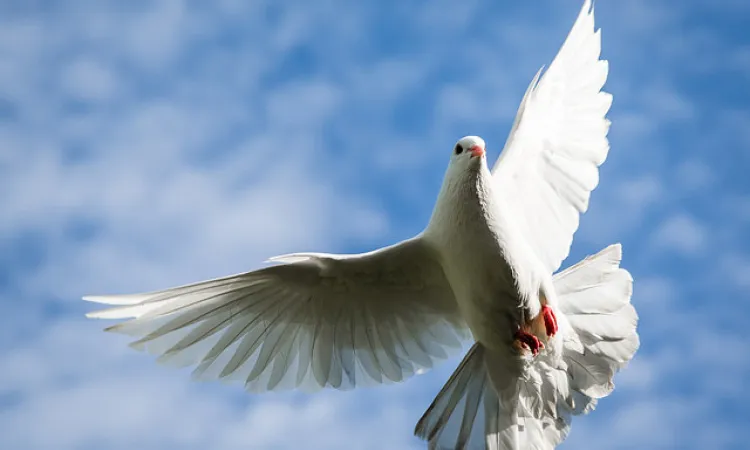 Dove in flight flickr