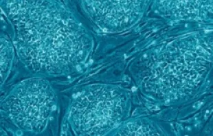Embryonic Stem Cells.   Nissim Benvenisty (CC by 2.5).