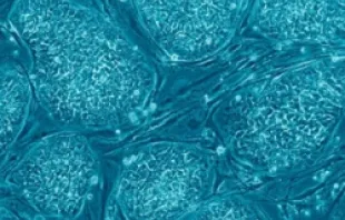 Embryonic Stem Cells.   Nissim Benvenisty (CC by 2.5).