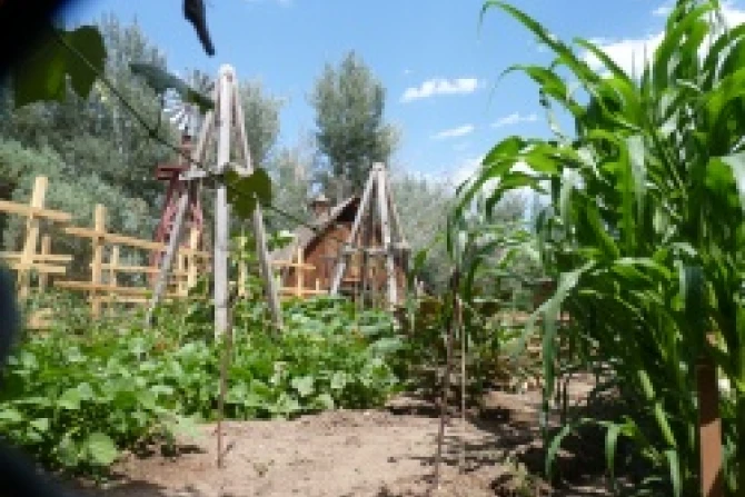 Farm July 2014 Credit Maggie Lawson CNAjpg