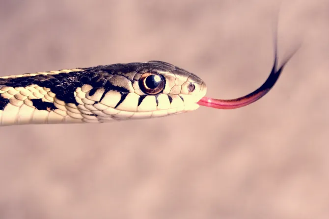 Garter snake Credit Ivan Kuzmin Shutterstock CNA