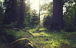 null Credit: (CC0 1.0)