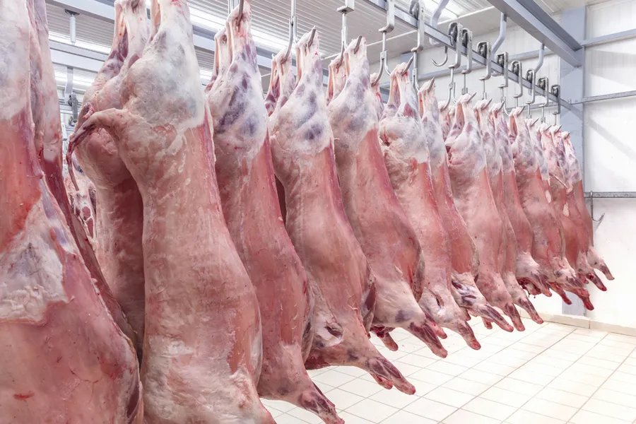 Halal lamb carcasses in a refrigerated warehouse. ?w=200&h=150