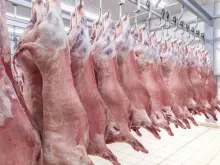 Halal lamb carcasses in a refrigerated warehouse. 