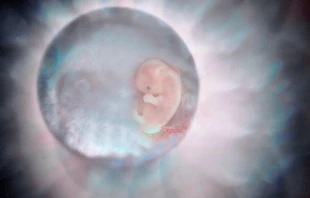Human Embryo, File Photo.   Firstbrook Just Click 100 via Flickr (CC BY-NC 2.0).
