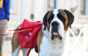Magnum the St. Bernard at the Vatican during Pope Francis’ May 18, 2016 general audience.   Daniel Ibanez / CNA.