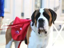 Magnum the St. Bernard at the Vatican during Pope Francis’ May 18, 2016 general audience. 