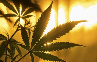 null Mr. Green / Shutterstock.