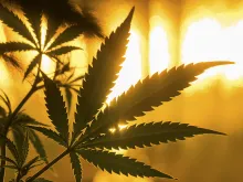 Marijuana leaf. 